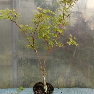 Klon palmowy (Acer palmatum) Sangokaku szczepiony na podkładce 80 cm c3