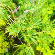 Klon palmowy (Acer palmatum) szczepiony na pniu 80 cm Dissectum - c3