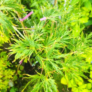 Klon palmowy (Acer palmatum) szczepiony na pniu 80 cm Dissectum - c3