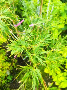 Klon palmowy (Acer palmatum) szczepiony na pniu 80 cm Dissectum c3