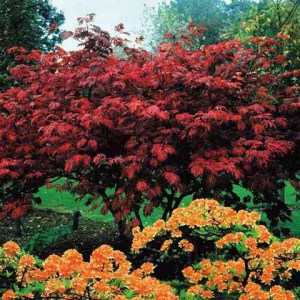 Klon palmowy czerwony Atropurpureum c1 zdjęcie 1