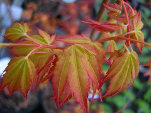 'Klon palmowy (Acer) Katsura c3 zdjęcie 2' Klon palmowy (Acer) Katsura c3 zdjęcie 2