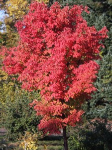 Klon strzępiastokory, cynamonowy (Acer griseum) c4 zdjęcie 5