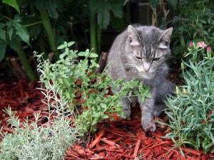 Kocimiętka (Nepeta racemosa) Walker's Low 2