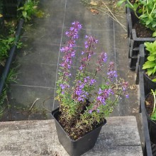 Kocimiętka (Nepeta racemosa) Purssian Blue sadzonka