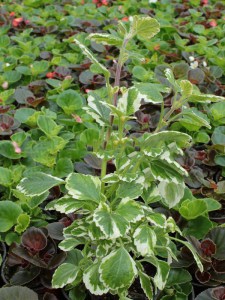 Komarzyca (Plectranthus coloides) zdjęcie 1