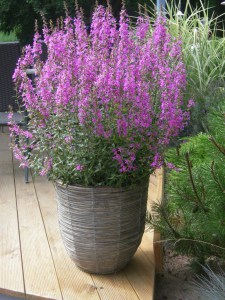 Krwawnica rózgowata (Lythrum virgatum) Dropmore Purple 1
