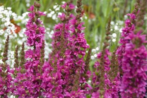 Krwawnica rózgowata (Lythrum virgatum) Little Robert 1
