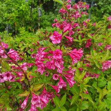 Krzewuszka (Weigela) Bristol Ruby c2 40-50cm - 4
