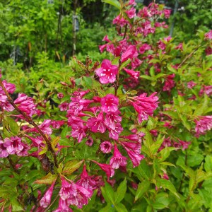 Krzewuszka (Weigela) Bristol Ruby c2 40-50cm - 4
