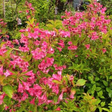 Krzewuszka (Weigela) Bristol Ruby c2 40-50cm -3