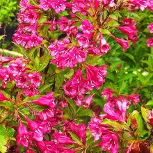 Krzewuszka (Weigela) Bristol Ruby c2 40-50cm - 2
