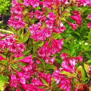 Krzewuszka (Weigela) Bristol Ruby c2 40-50cm - 2