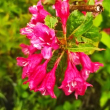 Krzewuszka (Weigela) Bristol Ruby c2 40-50cm - 1
