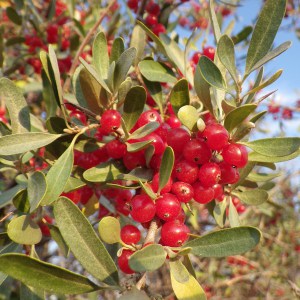 Szeferdia srebrzysta (Shepherdia argentea) c2 zdjęcie 1