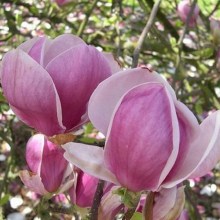 Magnolia pośrednia (Magnolia soulangeana) Rustica Rubra c3 zdjęcie 1