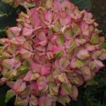 Hortensja Fantasia Forever & Ever (Hydrangea) sadzonka zdjęcie 1