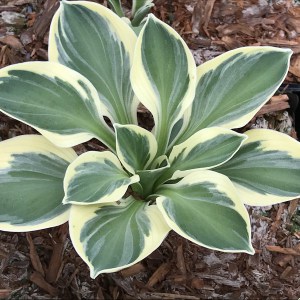 Funkia (Hosta) Funny Mouse zdjęcie 1