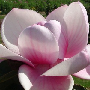 Magnolia Brixton Belle c4 zdjęcie 1