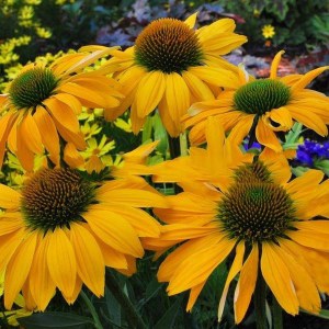Jeżówka purpurowa (Echinacea) Leilani zdjęcie