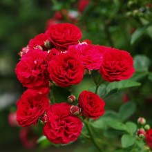 Róża pnąca Chevy Chase czerwona c2 zdjęcie 1