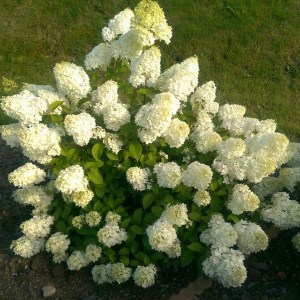Hortensja bukietowa (Hydrangea paniculata) Diamantino c3 zdjęcie 1