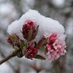 Kalina bodneńska (Viburnum bodnanense) Dawn zdjęcie 1