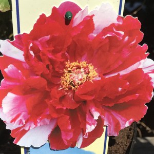 Piwonia drzewiasta (Paeonia suffruticosa) odm. chińska czerwono-biała zdjęcie 1