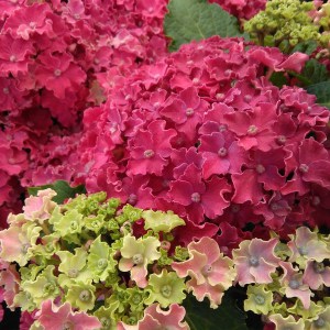 Hortensja ogrodowa (Hydrangea) Curly Sparkle c3 zdjęcie 1