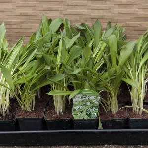Czosnek niedźwiedzi (Allium ursinum) sadzonka