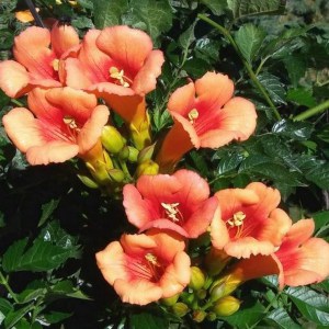 Milin pośredni (Campsis tagliabuana) Indian Summer - roślina pnąca zdjęcie 1