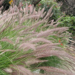 Trawa rozplenica japońska piórkówka (Pennisetum alopecuroides) zdjęcie 1