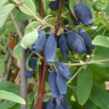 Jagoda kamczacka (Lonicera caerulea var. kamtschatica) Czelabinka c3 zdjęcie 1