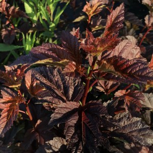 Pęcherznica kalinolistna (Physocarpus opuliofolius) Dart's Gold c2 zdjęcie 1