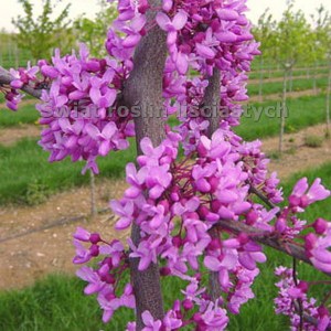 Judaszowiec chiński (Cercis chinensis) Avondale c4 zdjęcie 1