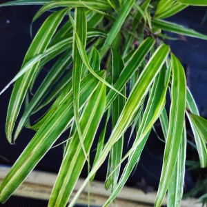 Trawa bambusowa (Hakonechloa) Aureola zdjęcie 1