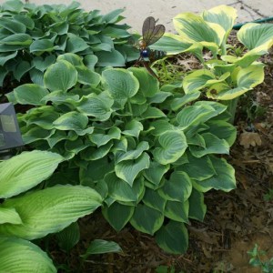 Funkia (Hosta) Veronica Lake zdjęcie 1