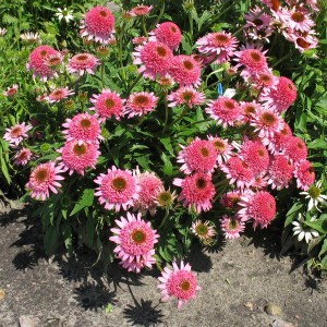 Jeżówka purpurowa (Echinacea) Butterfly zdjęcie 1