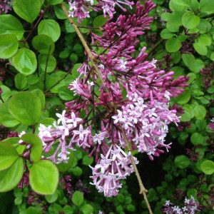 Bez - lilak (Syringa) Red Pixie c3 zdjęcie 1