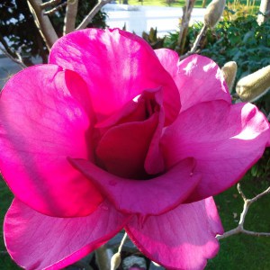 Magnolia Felix Jury c5 zdjęcie 1