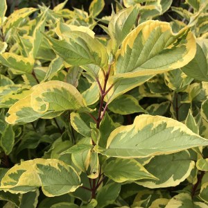 Dereń biały (Cornus alba) Gouchaultii zdjęcie 1