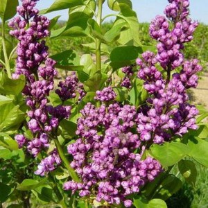 Bez - lilak pospolity (Syringa vulgaris) Katherine Havemayer c3 zdjęcie 1