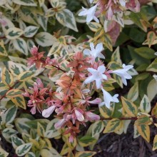 Abelia grandiflora Kaleidoscope c1 zdjęcie 1