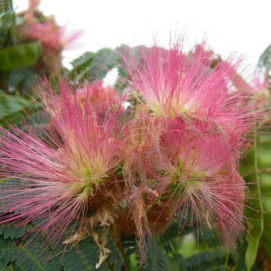 Albicja (Albizia julibrissin) jedwabne drzewo zdjęcie 1
