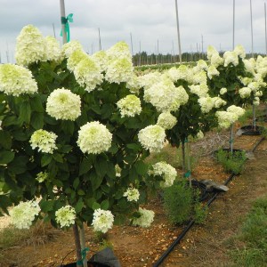 Hortensja bukietowa na pniu (Hydrangea) Candle c5 zdjecie 1