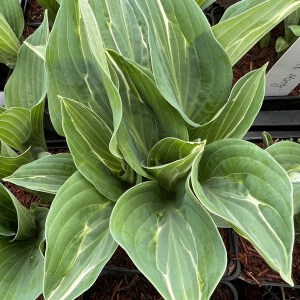 Funkia (Hosta) Kiwi Full Monty zdjęcie 1