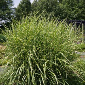 Miskant chiński (Miscanthus sinensis) Strictus zdjęcie 1