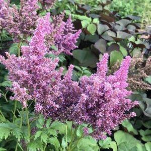 Tawułka japońska (Astilbe japonica) Mainz c2 zdjęcie 1