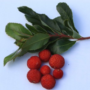 Drzewo truskawkowe (Arbutus unedo) Compactus zdjęcie 1