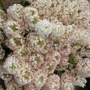 Hortensja (Hydrangea paniculata) Bobo na pniu c5 zdjęcie 1
